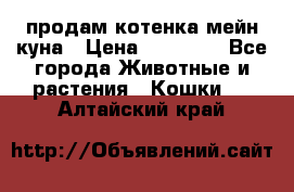 продам котенка мейн-куна › Цена ­ 35 000 - Все города Животные и растения » Кошки   . Алтайский край